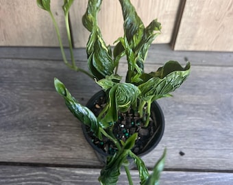 Epipremnum Aureum 'Shangri La' in 4 inches pot