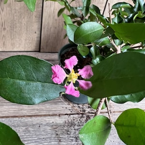May include: A close-up of a potted plant with vibrant green leaves and a delicate pink flower with a yellow center. The plant sits on a wooden surface, showcasing the natural beauty of the plant.