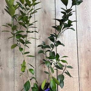 Glenn Navel Orange Tree in half Gallon Pot, Grafted,  Florida Shipping Only