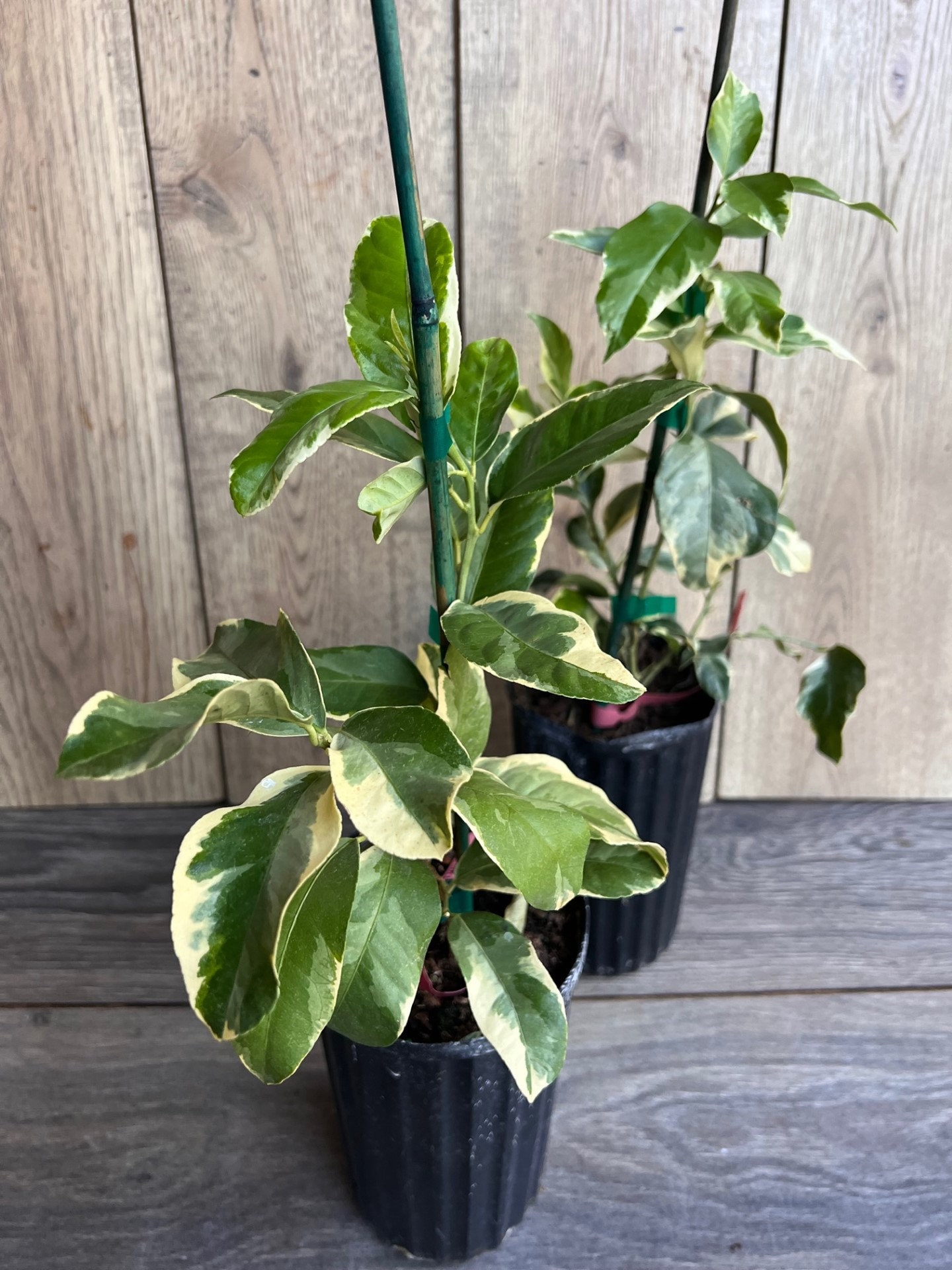 Variegated Pink Lemon in Half Gallon Pot, Air Layered, Florida