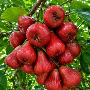 May include: A cluster of vibrant red wax apples hanging from a tree branch, surrounded by lush green leaves. The bell-shaped fruits feature a smooth, shiny skin with subtle vertical ridges, showcasing their natural ripeness and fresh texture.