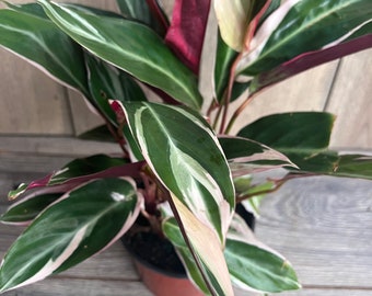 dracaena massangeana drachenbaum Gerandeter Drachenbaum kaufen