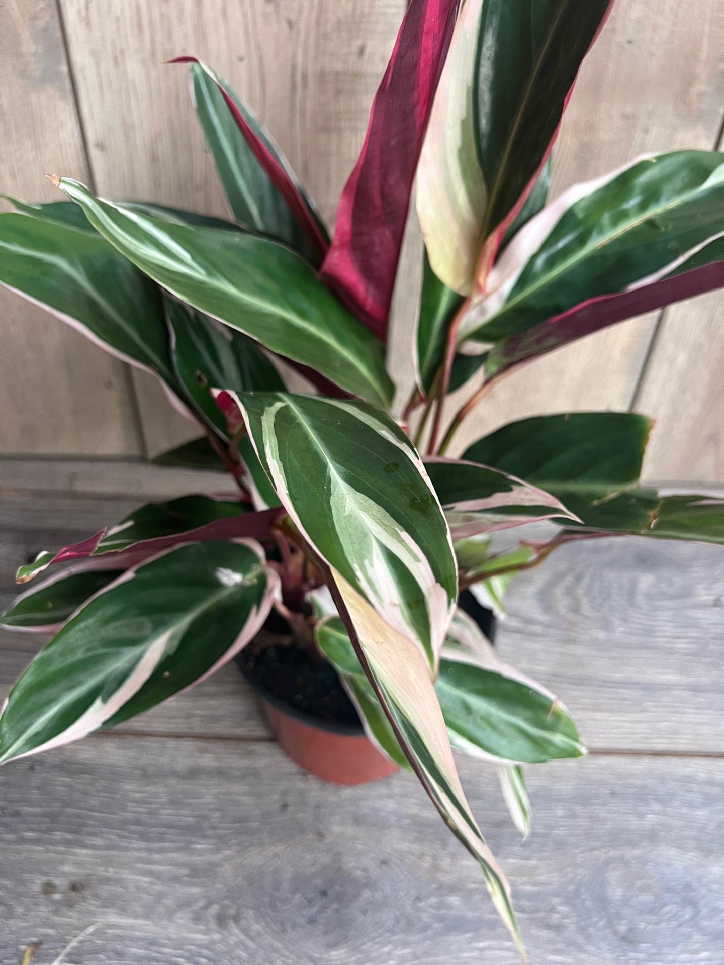 Calathea Stromanthe "triostar" Variegated in 6"pot, Prayer Plant - Etsy
