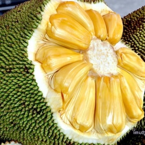 May include: A close-up of a jackfruit, showing the yellow flesh and the green spiky exterior.