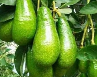 Russell Avocado Tree  , Grafted in 3 Gallon Pot