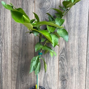 Ponderosa Lemon in half Gallon Pot, Grafted,  Florida Shipping Only