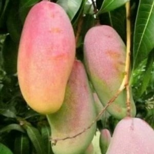 Maha Chanok mango , grafted in 3 gallons pot, Rainbow mango, No Ship to CA and HI