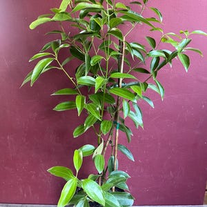 Large, Cinnamon Tree in 10" Pot, Cinnamomum zeylanicum, CEYLON CINNAMON