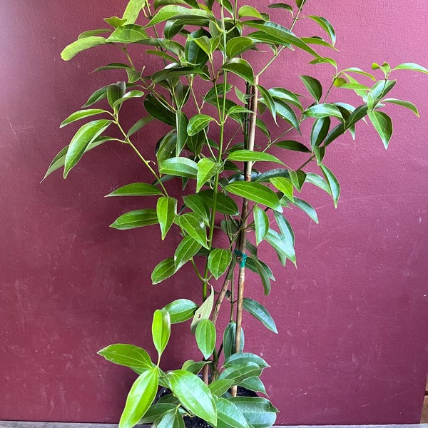 Large, Cinnamon Tree in 10" Pot, Cinnamomum zeylanicum, CEYLON CINNAMON