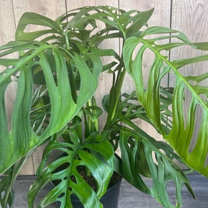 Monstera Deliciosa - Pot 17cm - Hauteur 50-60cm - FloraStore