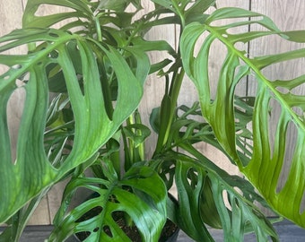 Large, Monstera esqueleto, epipremnoides, 10” Pot