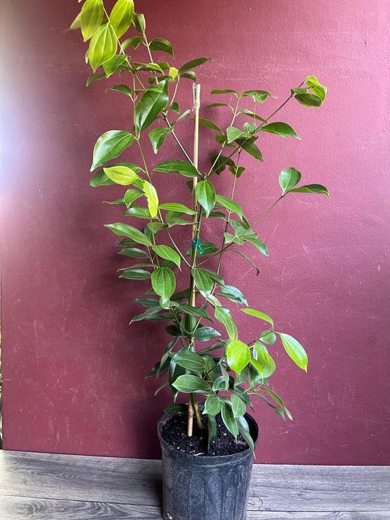 green tea plant Green Tea Plant | Camellia Sinensis | Care Guide and Pro Tips - Delivery  from Toronto across Canada