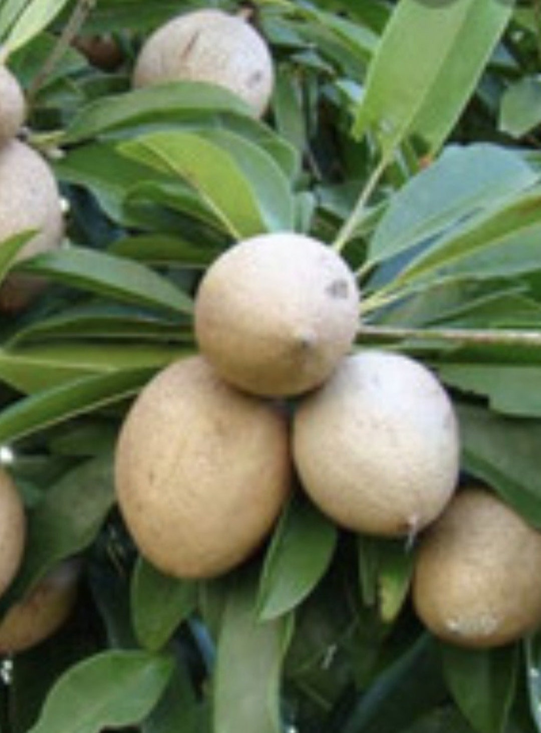 Mamey Sapote , Pouteria Sapota, in Half Gallon Pot Etsy