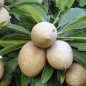 Mamey sapote , Pouteria sapota, in half Gallon Pot