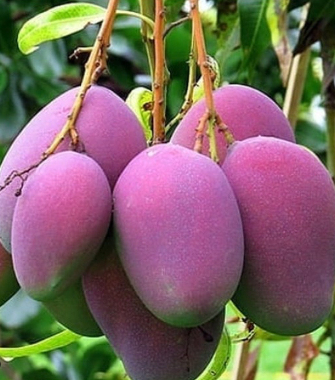 Árbol de mango Tommy Atkins injertado en maceta de 3 galones. No se  realizan envíos a California ni a Hawái. - Etsy México