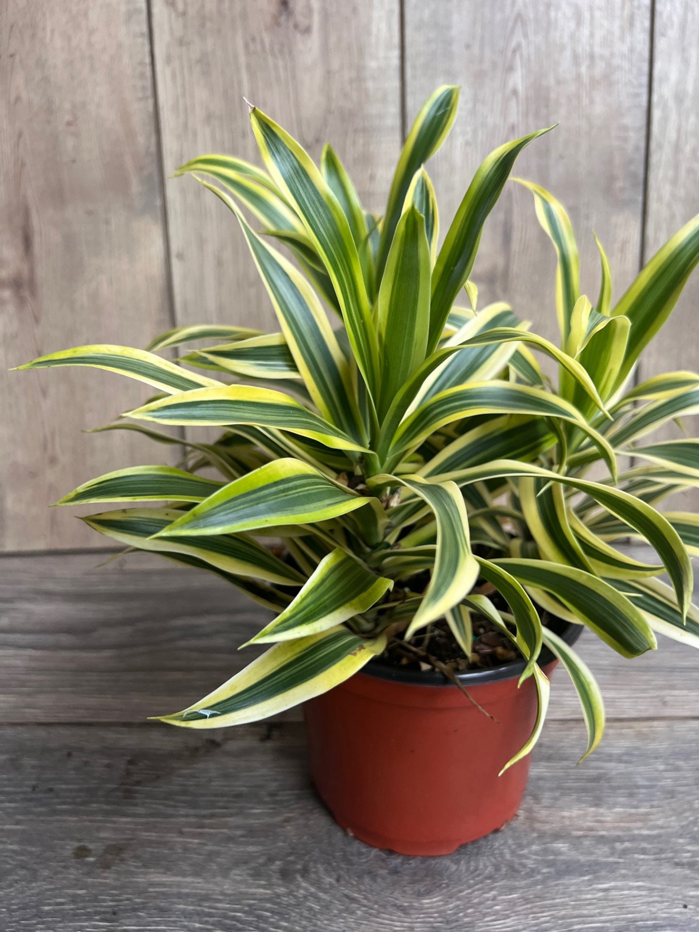 Buy Song of India, 6" Pot, Dracaena Reflexa. Online in India - Etsy