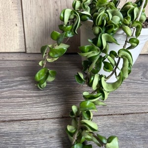 Hoya Hindu Rope in 6&quot;HB Pot