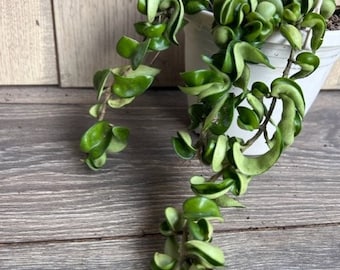 Hoya Hindu Rope in 6"HB Pot