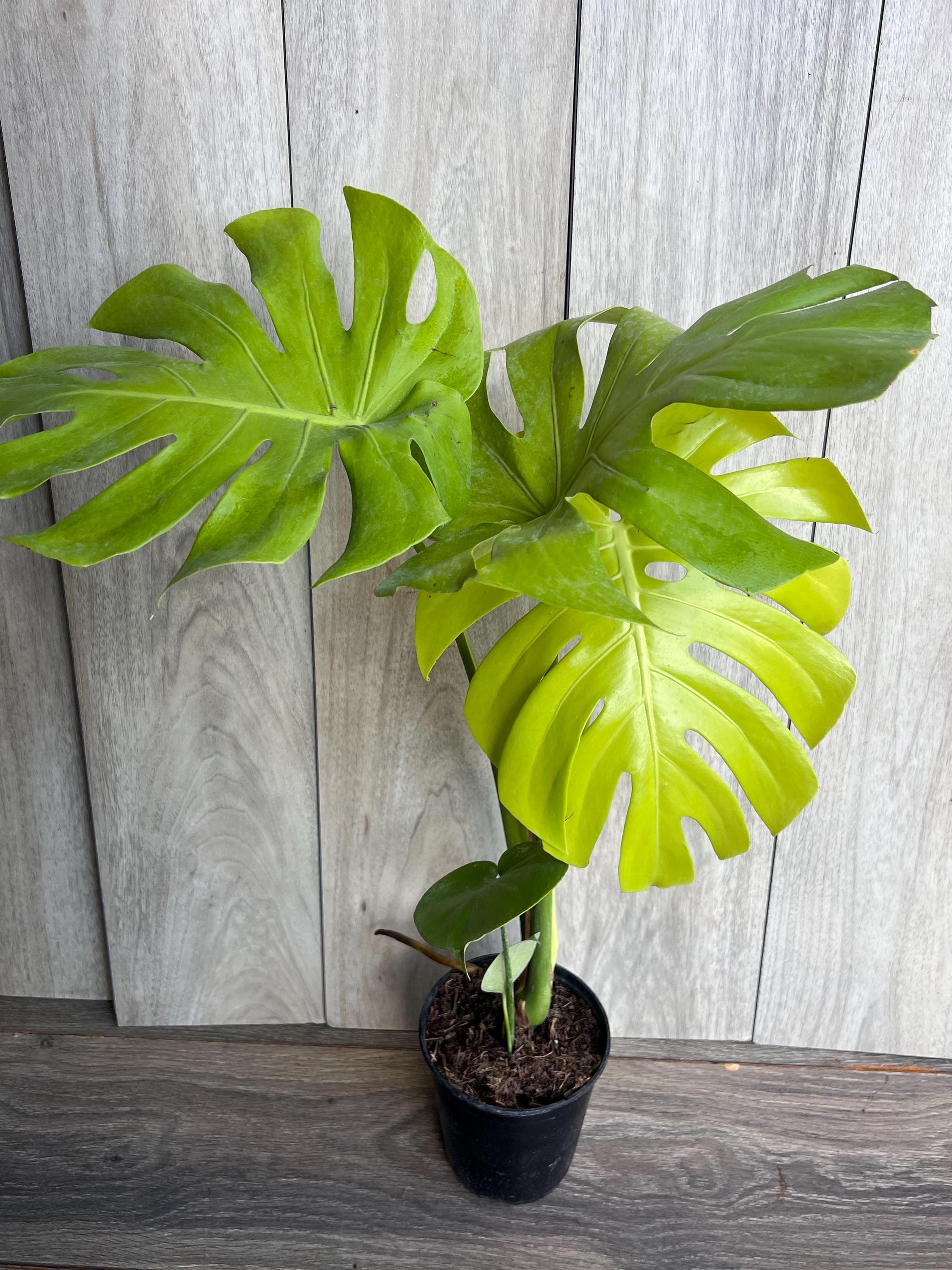 Monstera Deliciosa Lemon Lime in 6