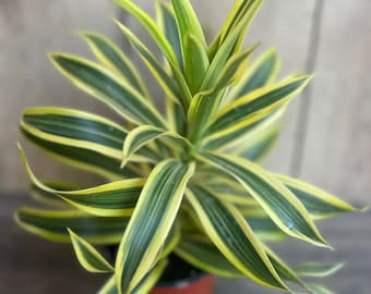 dracena lemon lime Dracaena Lemon Lime – Lush Plant Co. Decatur main image 0