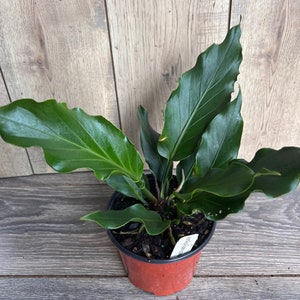 Anthurium Plowmanii in 6 Pot image 7