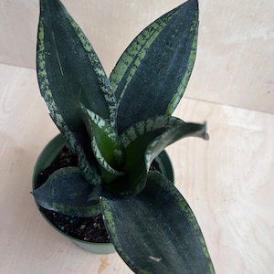 Sansevieria Whitney, Sansevieria Silver Flame, in 6 Inches pot, Mother in law image 2