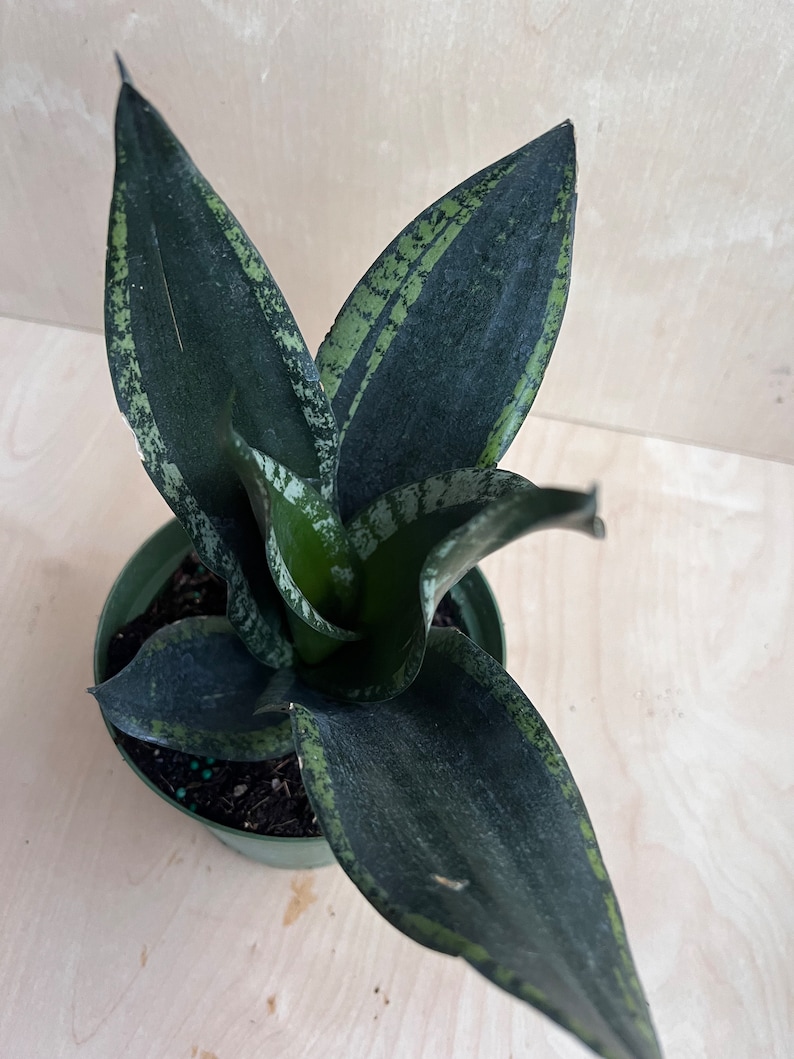 Sansevieria Whitney, Sansevieria Silver Flame, in 6 Inches pot, Mother in law image 2