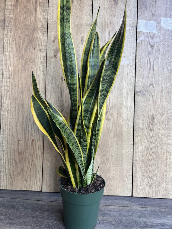 star succulent plant Echeveria 'Star J' 1" Succulent Plant  True Succulents Plant Co