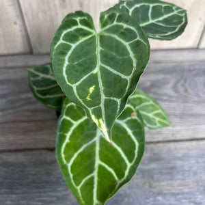 Anthurium Crystallinum in 4”pot