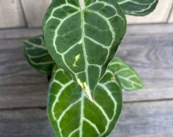 Anthurium Crystallinum in 4”pot