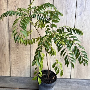 Curry Leaf Plant, Murraya Koenigii, in 6&quot; Pot. No ship to Ca Tx Az AL or HI