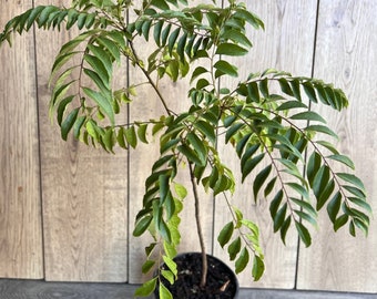 Puede incluir: Una planta de hojas de curry en maceta con un exuberante follaje verde. La planta está en una maceta de plástico negra y crece contra un fondo de panel de madera.