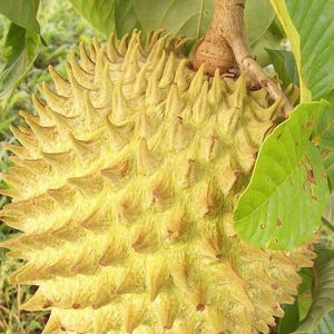 Rollinia Tree in 10&quot; Pot, Exotic fruit tree