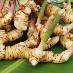 May include: Close-up of fresh galangal rhizomes, a spice used in Southeast Asian cuisine. The image shows several light brown, segmented rhizomes with green and pink stems, resting on a green leaf.
