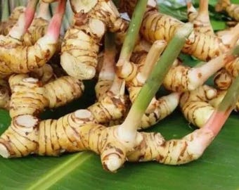 May include: Close-up of fresh galangal rhizomes, a spice used in Southeast Asian cuisine. The image shows several light brown, segmented rhizomes with green and pink stems, resting on a green leaf.