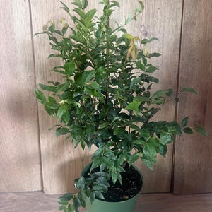 May include: A small, potted plant with vibrant green leaves. The plant is in a green plastic pot, set against a light brown wooden background. The leaves are dense and full, creating a lush appearance. The plant is a houseplant.