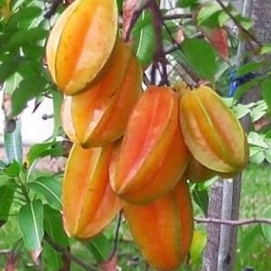 May include: A cluster of ripe starfruit hanging from a tree branch. The fruit is yellow-orange with a star-shaped cross-section.