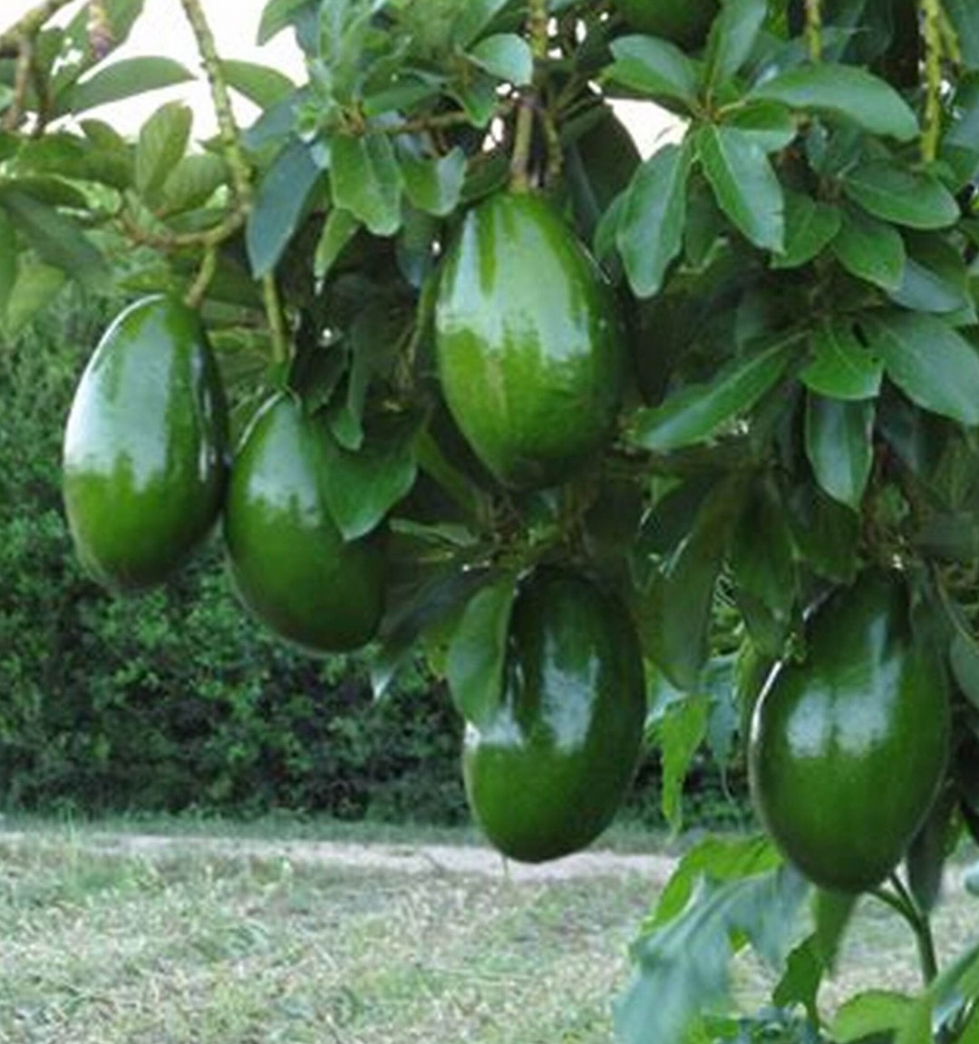 Avocado 'choquette', Persia Americana Tree , Grafted in 3 Gallon Pot, No Ship to CA and HI Etsy