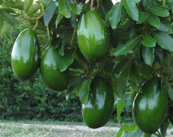 Avocado 'Choquette', Persia americana Tree  , Grafted in 3 Gallon Pot