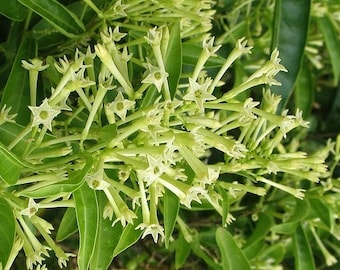 Cestrum nocturnum , Night Blooming Jasmine in 4" Pot