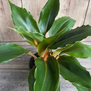 May include: A potted houseplant with green leaves with orange highlights. The leaves are long and narrow with a pointed tip.