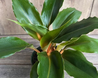 15 Seeds - Chlorophytum Orchidastrum (amaniense), Spider Plant, Orange -  Etsy