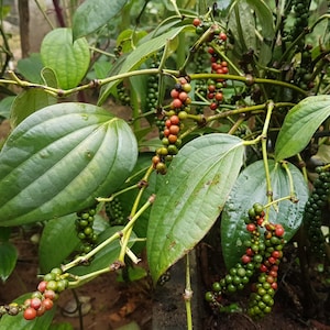 May include: Close-up of a pepper plant with green leaves and clusters of green and red peppercorns.