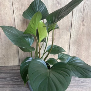 May include: A potted green plant with large, heart-shaped leaves. The plant has a dark green color with a slight sheen.