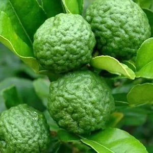 Kaffir Lime Tree - Citrus Hystrix Makrut in Half Gal Pot, Kieffer Lime, Jeruk Purut FLORIDA Shipping Only