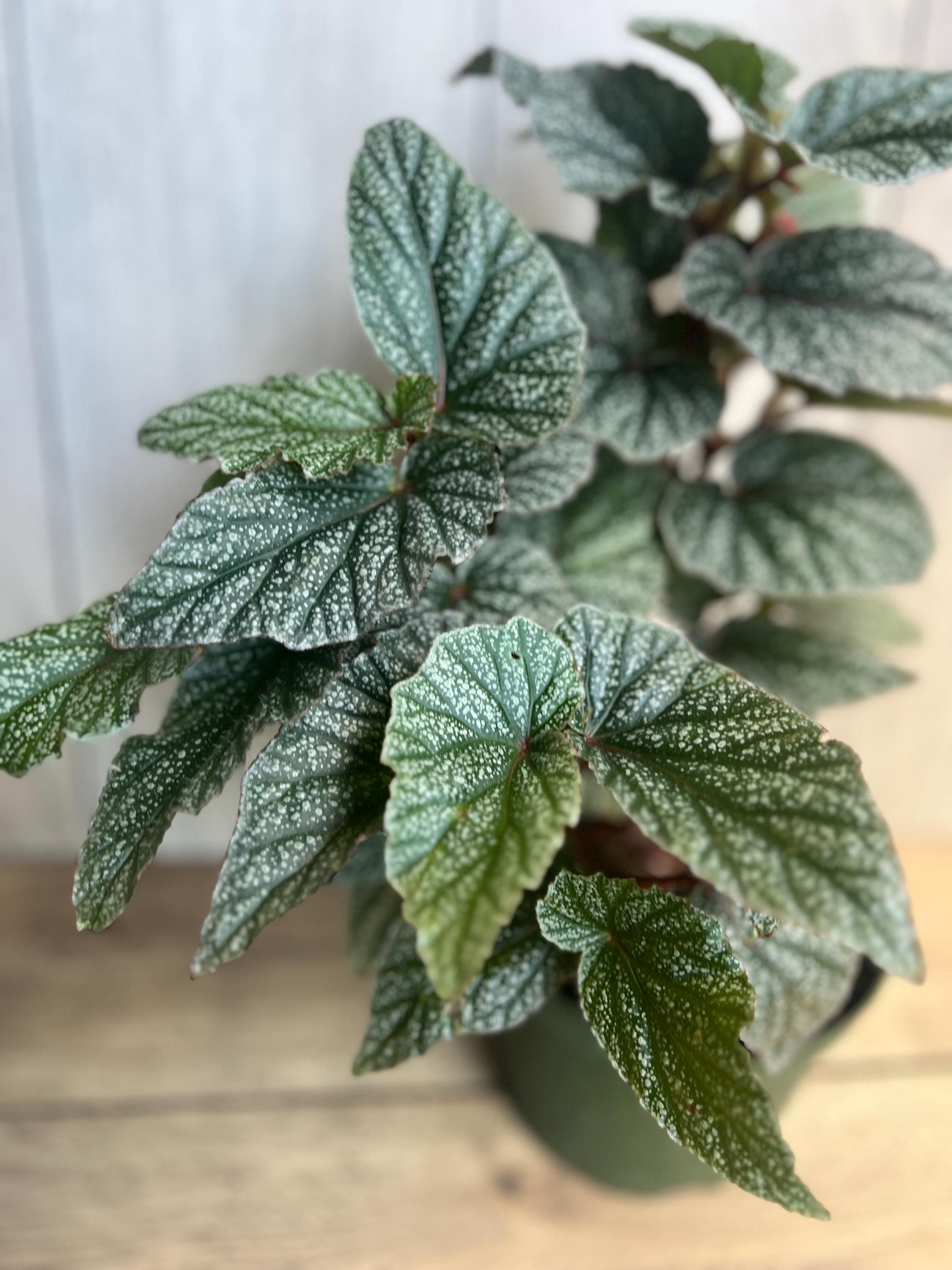 Snow Capped Begonia - Etsy