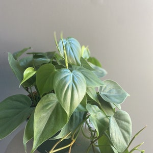 May include: A green houseplant with large, silver-green leaves. The plant is in a black pot and has long, trailing vines.