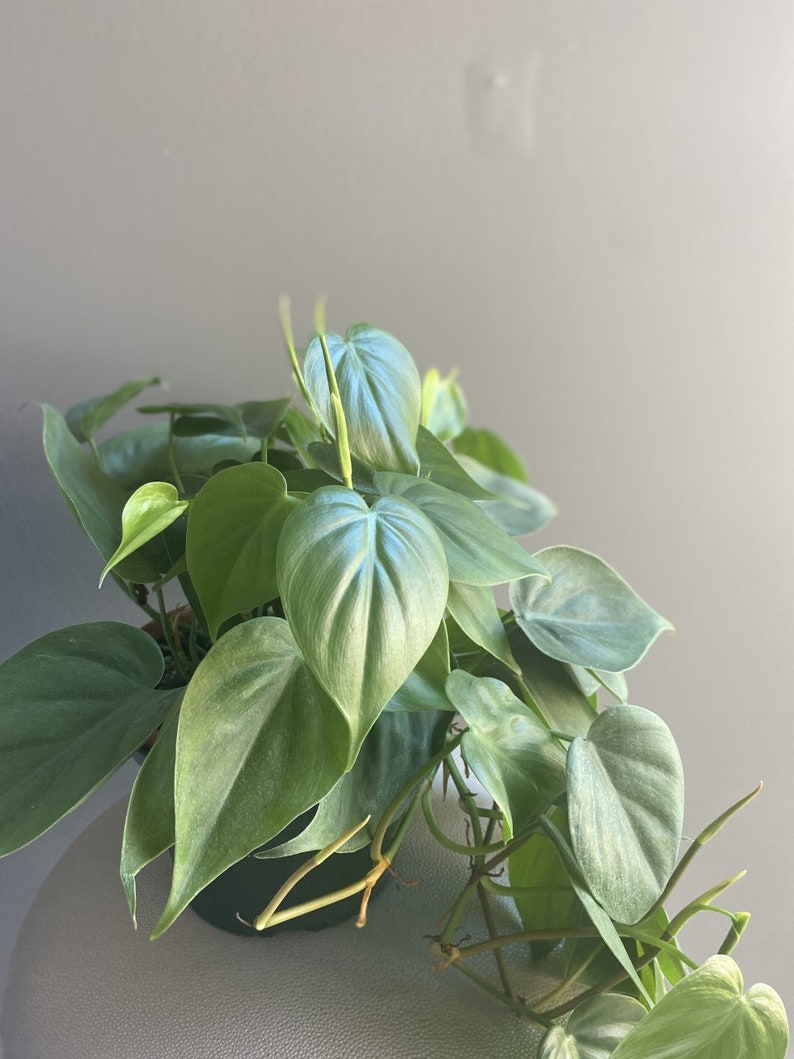 May include: A green houseplant with large, silver-green leaves. The plant is in a black pot and has long, trailing vines.