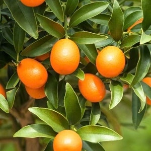 Meiwa Kumquat tree in Half Gallon pot,  Florida Shipping Only