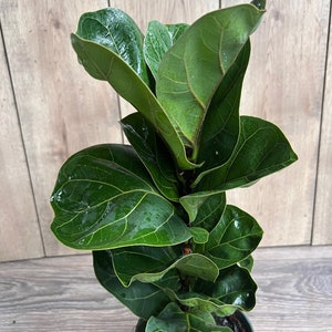Ficus Lyrata Bambino in 6" pot, Dwarf Fiddle Leaf Fig